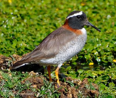 Diademed Sandpiper-Plover