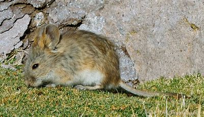 Bolivian Big-eared Mouse (Auliscomys boliviensis)