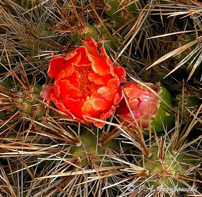 cactus flower