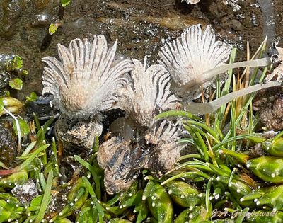 nonvascular bog plant