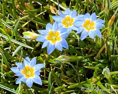 wildflower