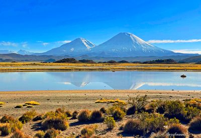 Chilean Wildlife -- Altiplano