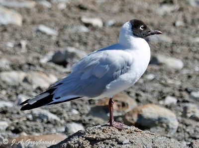 Andean Gull