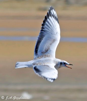 Andean Gull