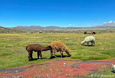 Alpacas