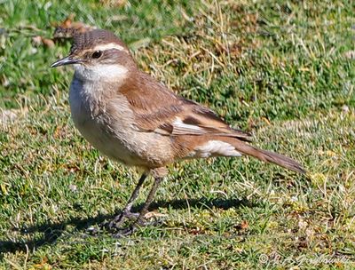 Cream-winged Cinclodes