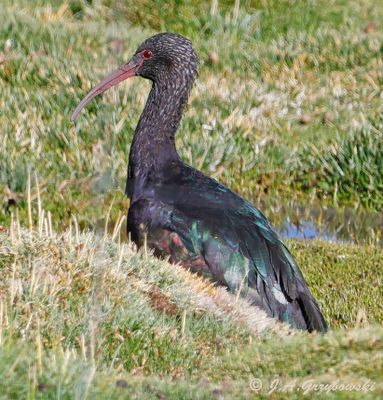 Puna Ibis