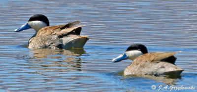 Puna Teal