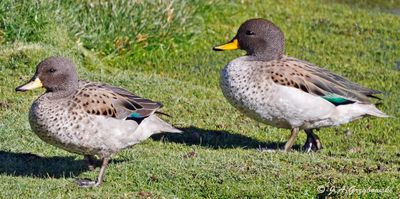 Yellow-billed Teal