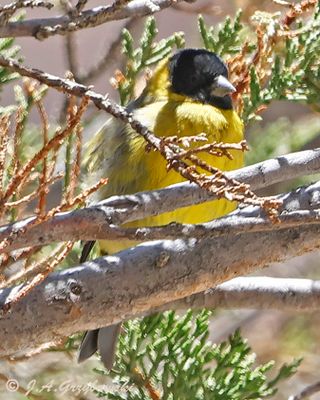 Hooded Siskin