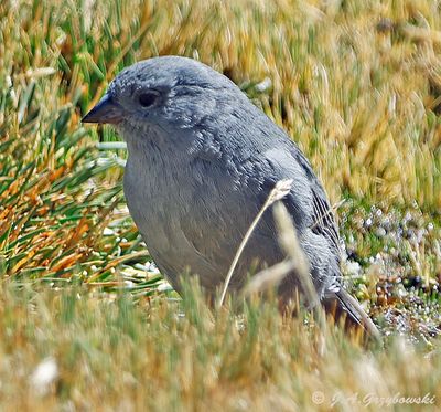Plumbeous Sierra-Finch