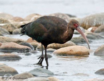 Puna Ibis