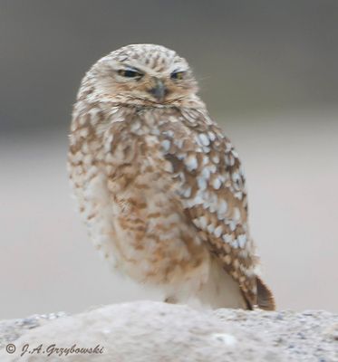 Burrowing Owl