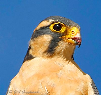 Aplomado Falcon