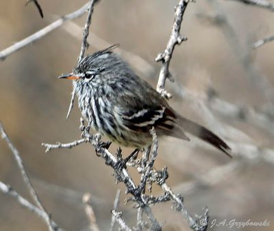 Yellow-billed Tit-Tyrant