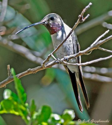 Oasis Hummingbird