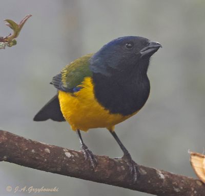 Black-chested Mountain Tanager in the fog