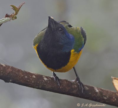 Black-chested Mountain Tanager in the fog