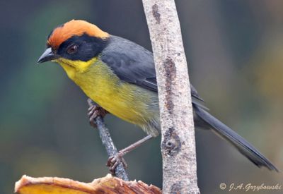 Yellow-breasted Brush Finch