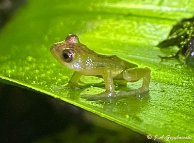 glass frog sp.