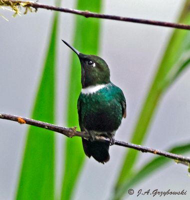 Collared Inca