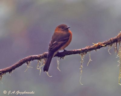 Cinnamon Flycatcher
