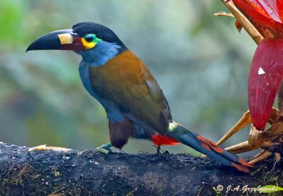 Plate-billed Mountain Toucan