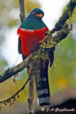 Trogons and Quetzals