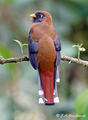 Masked Trogon