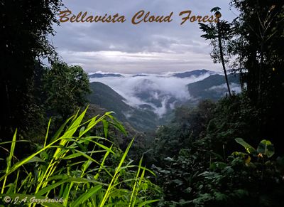 Bellavista Cloud Forest