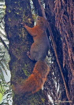 Red-tailed Squirrel