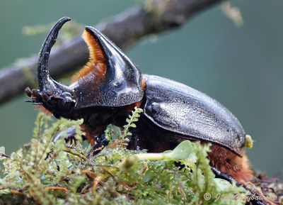 Rhinocerus Beetle (Heterogomphus schoenherri)