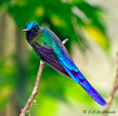 Violet-tailed Sylph