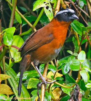 Tanager Finch