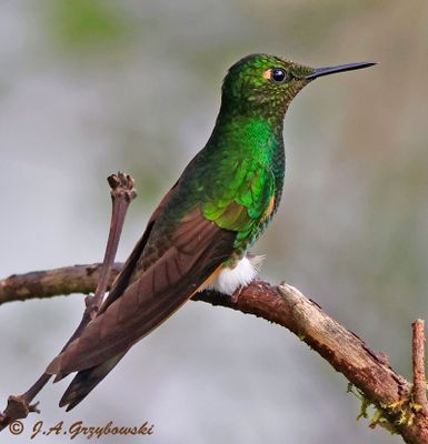White-booted Rackettail