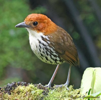 Chestnut-crowned Antpitta