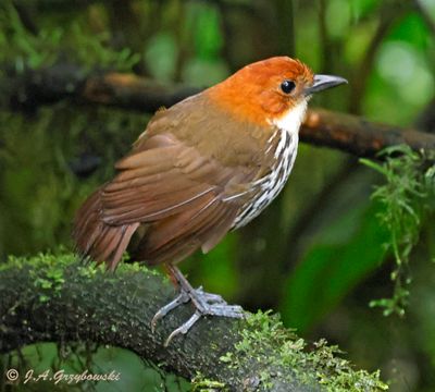 Chestnut-crowned Antpitta