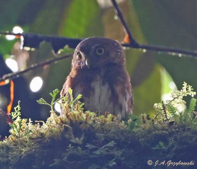 Cloud Forest Pygmy-Owl