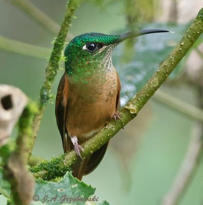 Fawn-breasted Brilliant