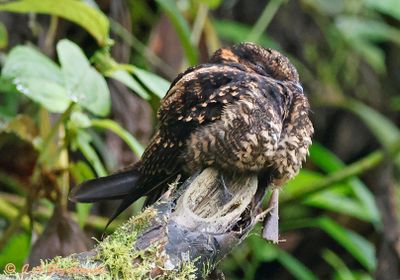 Lyre-tailed Nightjar