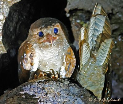 Oilbird