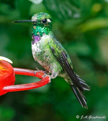Purple-bibbed Whitetip