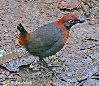 Rufous-breasted AntThrush