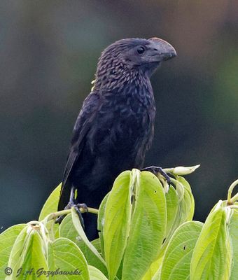 Smooth-billed Ani