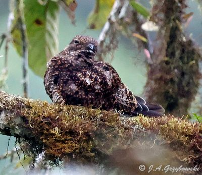 Rufous-bellied Nightjar