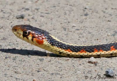 Valley Gartersnake (Thamnophis sirtalis fritchi)