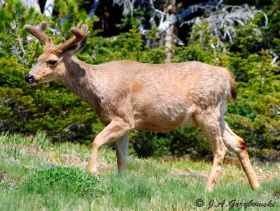 Black-tailed Deer (Odocoileus hemionus hemionus)