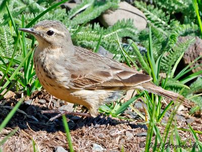 American Pipit