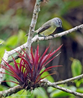 Sooty-headed Tyrannulet