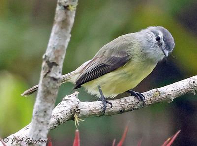 Sooty-headed Tyrannulet